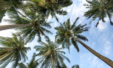 palm-trees-3058728_1280.jpg